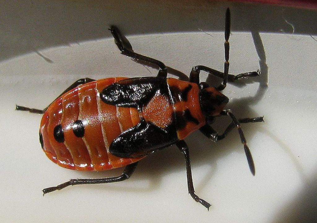 Ninfa d iLygaeus creticus
